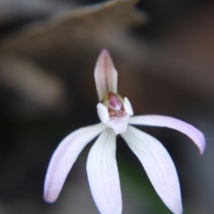 Caladenia fuscata (Dusky Fingers) at Black Mountain - 28 Sep 2019 by ClubFED