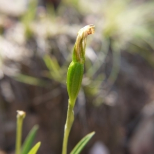 Bunochilus umbrinus (ACT) = Pterostylis umbrina (NSW) at suppressed - suppressed