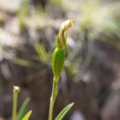 Bunochilus umbrinus (Broad-sepaled Leafy Greenhood) at Acton, ACT - 28 Sep 2019 by ClubFED