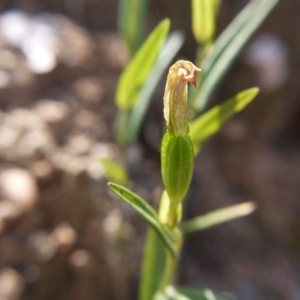 Bunochilus umbrinus (ACT) = Pterostylis umbrina (NSW) at suppressed - suppressed