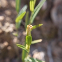 Bunochilus umbrinus (ACT) = Pterostylis umbrina (NSW) at suppressed - suppressed