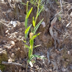 Bunochilus umbrinus (ACT) = Pterostylis umbrina (NSW) at suppressed - suppressed