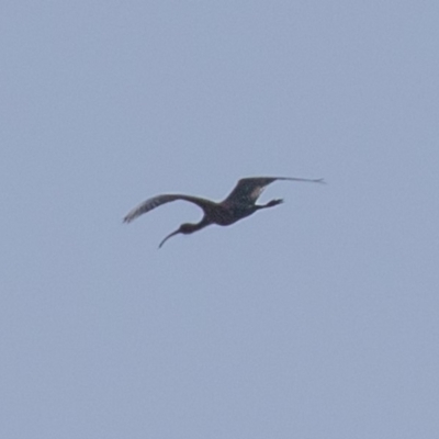 Plegadis falcinellus (Glossy Ibis) at Fyshwick, ACT - 28 Sep 2019 by rawshorty