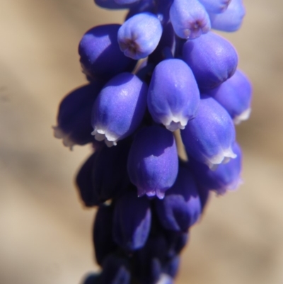 Muscari armeniacum (Grape Hyacinth) at Hackett, ACT - 28 Sep 2019 by ClubFED