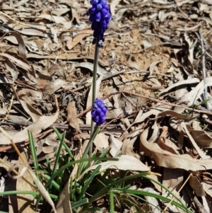 Muscari armeniacum at Hackett, ACT - 28 Sep 2019