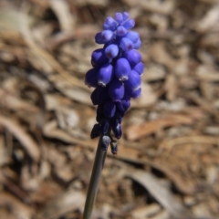 Muscari armeniacum at Hackett, ACT - 28 Sep 2019 12:25 PM