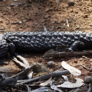 Tiliqua rugosa at Hackett, ACT - 28 Sep 2019