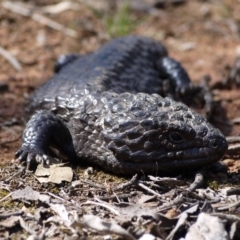 Tiliqua rugosa at Hackett, ACT - 28 Sep 2019