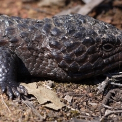 Tiliqua rugosa at Hackett, ACT - 28 Sep 2019