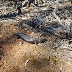 Tiliqua rugosa at Hackett, ACT - 28 Sep 2019 12:14 PM