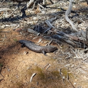 Tiliqua rugosa at Hackett, ACT - 28 Sep 2019