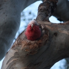 Eolophus roseicapilla (Galah) at Red Hill, ACT - 28 Sep 2019 by LisaH