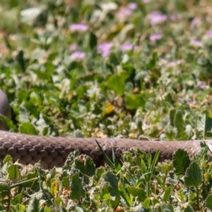 Pseudonaja textilis at Fyshwick, ACT - 28 Sep 2019