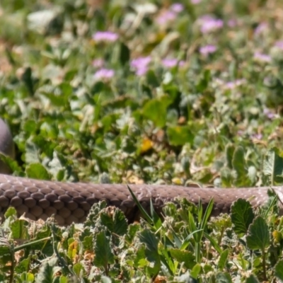 Pseudonaja textilis (Eastern Brown Snake) at Jerrabomberra Wetlands - 28 Sep 2019 by JL