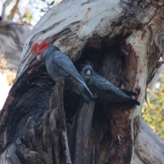 Callocephalon fimbriatum (Gang-gang Cockatoo) at Hughes, ACT - 28 Sep 2019 by LisaH