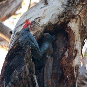 Callocephalon fimbriatum at Hughes, ACT - suppressed