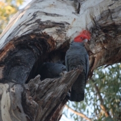 Callocephalon fimbriatum at Hughes, ACT - suppressed