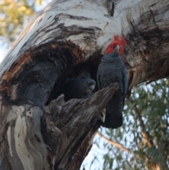 Callocephalon fimbriatum at Hughes, ACT - suppressed