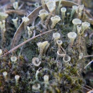 Cladonia sp. (genus) at Point 5439 - 28 Sep 2019