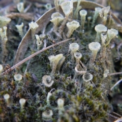 Cladonia sp. (Cup Lichen) at Point 5439 - 28 Sep 2019 by ClubFED