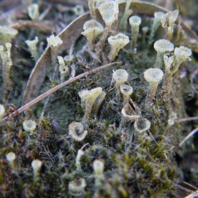 Cladonia sp. (genus) (Cup Lichen) at Black Mountain - 28 Sep 2019 by ClubFED