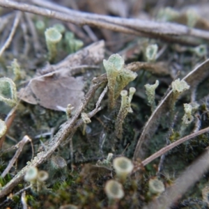 Cladonia sp. (genus) at Point 5439 - 28 Sep 2019