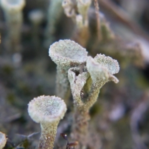 Cladonia sp. (genus) at Point 5439 - 28 Sep 2019