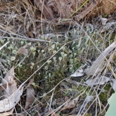 Cladonia sp. (genus) at Point 5439 - 28 Sep 2019