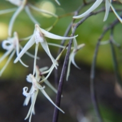 Dockrillia sp. at ANBG - 28 Sep 2019 by ClubFED