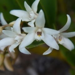 Dockrillia sp. at ANBG - 28 Sep 2019 by ClubFED