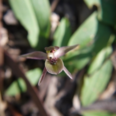 Chiloglottis x pescottiana (Bronze Bird Orchid) at Acton, ACT - 28 Sep 2019 by ClubFED