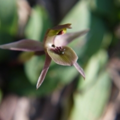 Chiloglottis x pescottiana at Acton, ACT - 28 Sep 2019