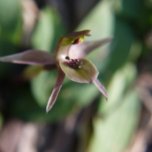 Chiloglottis x pescottiana at Acton, ACT - suppressed