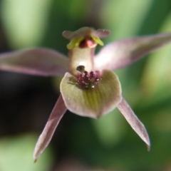 Chiloglottis x pescottiana at Acton, ACT - suppressed