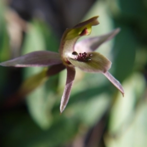 Chiloglottis x pescottiana at Acton, ACT - suppressed