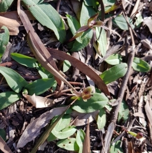 Chiloglottis x pescottiana at Acton, ACT - suppressed