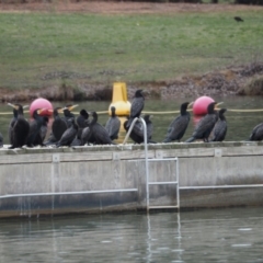 Phalacrocorax sulcirostris at Belconnen, ACT - 19 Sep 2019