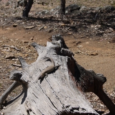 Egernia cunninghami (Cunningham's Skink) at Hackett, ACT - 28 Sep 2019 by ClubFED