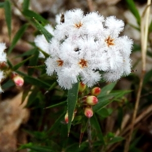 Leucopogon virgatus at Crooked Corner, NSW - 26 Sep 2019 12:17 PM