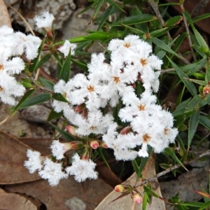 Leucopogon virgatus at Crooked Corner, NSW - 26 Sep 2019 12:17 PM