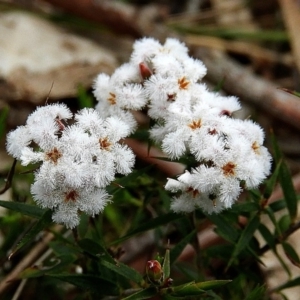 Leucopogon virgatus at Crooked Corner, NSW - 26 Sep 2019 12:17 PM