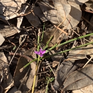 Romulea rosea var. australis at Weston, ACT - 28 Sep 2019 03:12 PM