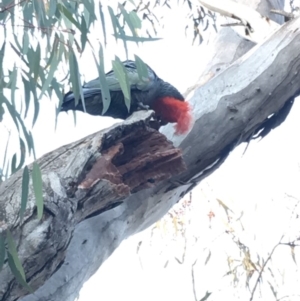 Callocephalon fimbriatum at Deakin, ACT - suppressed