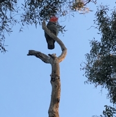 Callocephalon fimbriatum (Gang-gang Cockatoo) at Deakin, ACT - 28 Sep 2019 by KL