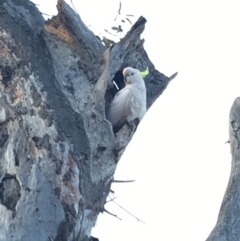Cacatua galerita (Sulphur-crested Cockatoo) at Deakin, ACT - 28 Sep 2019 by KL