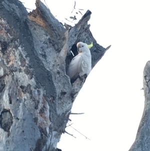 Cacatua galerita at Deakin, ACT - 28 Sep 2019 05:39 PM