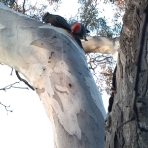 Callocephalon fimbriatum at Deakin, ACT - suppressed