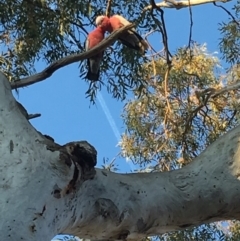 Eolophus roseicapilla (Galah) at Deakin, ACT - 28 Sep 2019 by KL