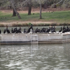 Phalacrocorax carbo (Great Cormorant) at Lake Ginninderra - 19 Sep 2019 by wombey