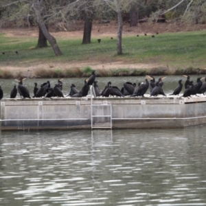 Phalacrocorax carbo at Belconnen, ACT - 19 Sep 2019